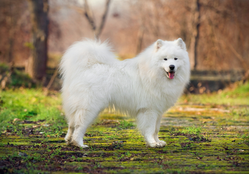 El Samoyedo, el perro que vino del frío