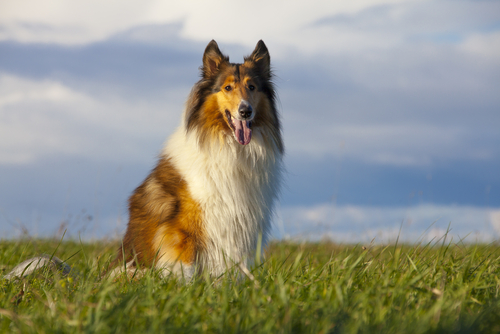 scottish collie