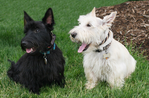 Scottish terrier