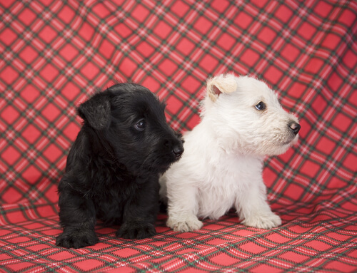 El Scottish Terrier es un perro originario de Escocia.