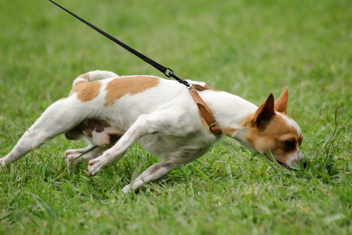 Adiestramiento canino: evitar los tirones de correa de forma sencilla