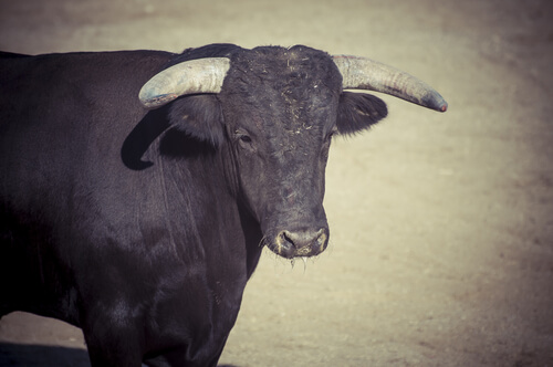 ¿Qué son los animales rumiantes?