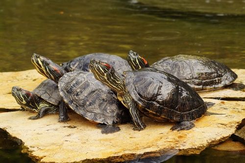 Some turtles.