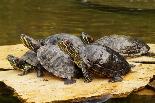 tortuga orejas rojas 3