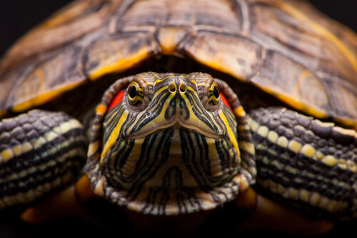Red-eared slider turtle.