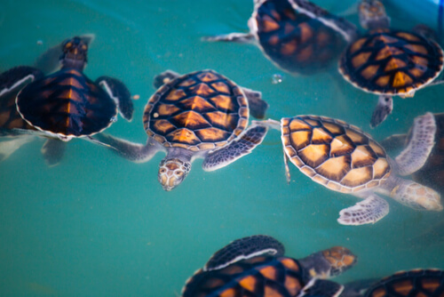 Tortugas marinas