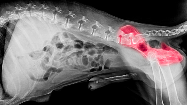 Displasia de cadera en el perro: descubre cómo combatirla