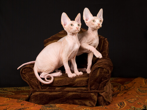 Sphynx: gato sin pelo