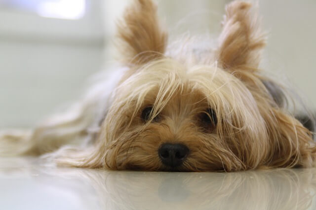 Yorkshire Terrier tumbado mirando a la cámara
