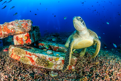 La tortuga como símbolo cultural