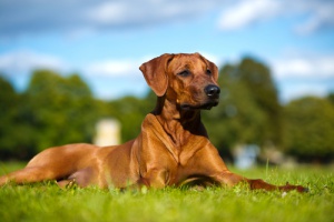 Suplementos para ayudar a tu perro con el dolor de la artritis