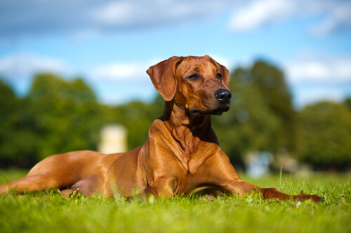 Suplementos para ayudar a tu perro con el dolor de la artritis