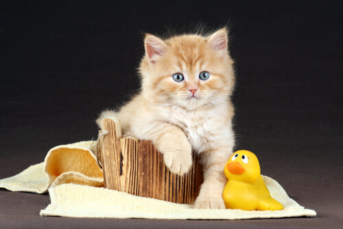 Consejos para bañar al gato
