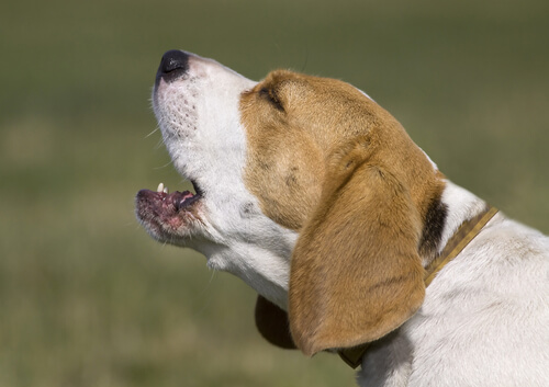 beagle ladrando