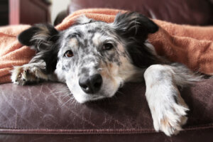 Los border collies y sus problemas de salud más comunes