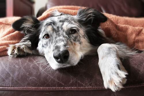 border collie