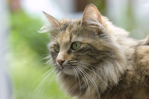 A Norwegian forest cat.