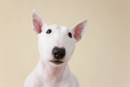 bull terrier albino