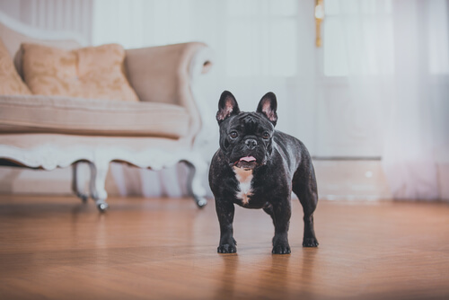 Bulldog francés en casa