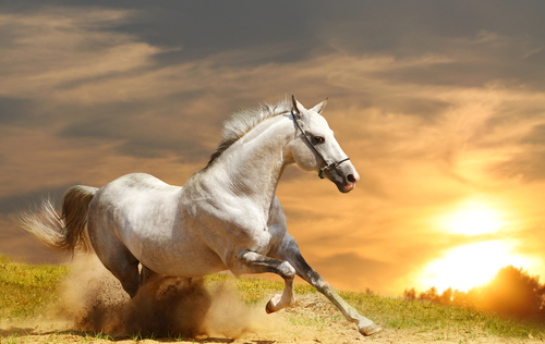 Los orígenes de los caballos ¿Quieres conocerlos?
