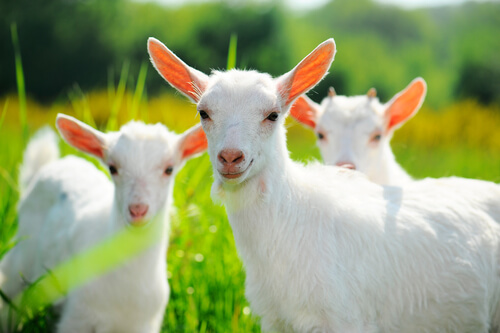La mejor alimentación para las cabras
