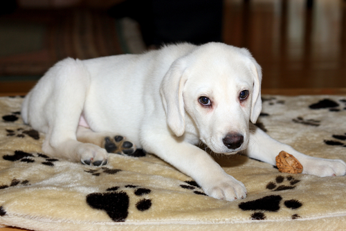 El albinismo en perros: los cuidados de un perro albino