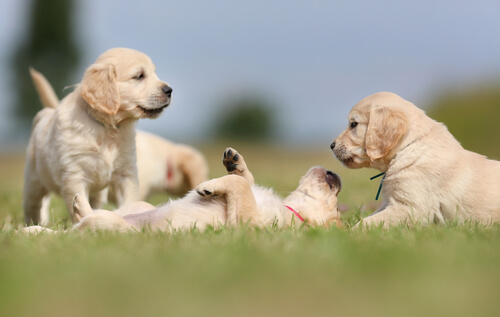 Cachorros golden retriever