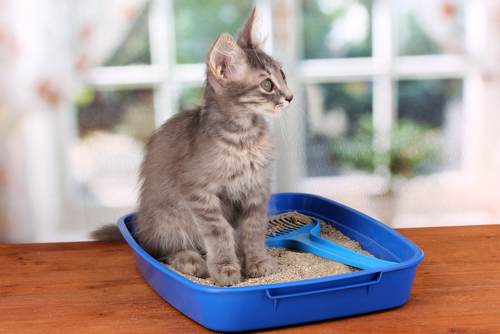 Caja de arena para gato