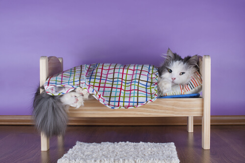 cama gato