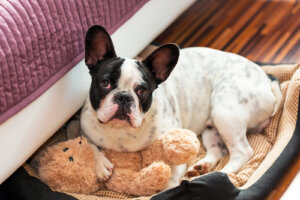 ¿Cómo hacer una cama para perros fácil y rápido?