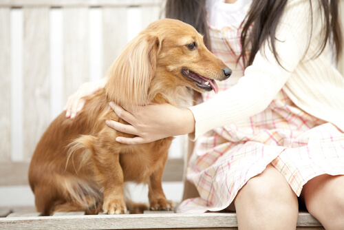 caricias perro