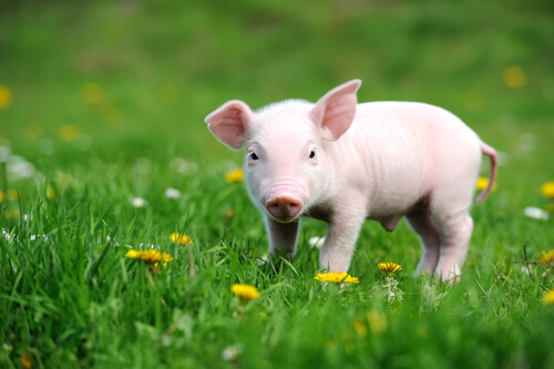 CARNE Y PLANTAS