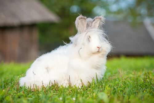 Maltrato a los conejos de angora para obtener su lana