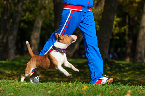 ejercicio perro