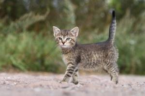 ¿Puede la cola de los gatos revelar su estado de ánimo?