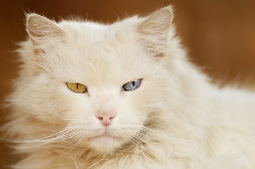 gato albino 2