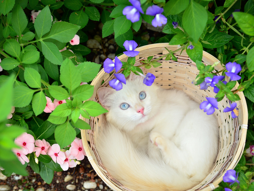Curiosidades asombrosas sobre la sordera en gatos albinos