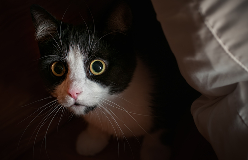 Comportamientos y conflictos en los gatos: miedo, fobia y ansiedad