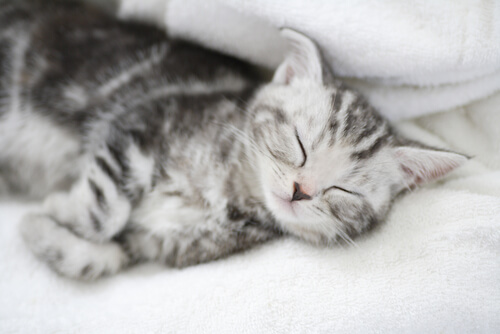 gato durmiendo