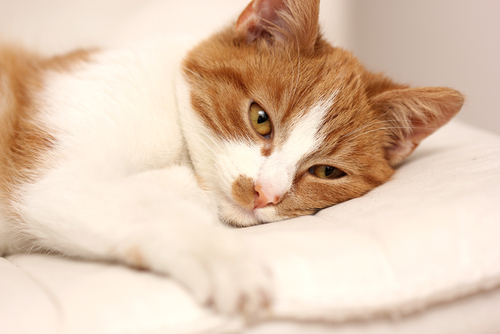 Artritis en gatos: tratamiento y cuidados
