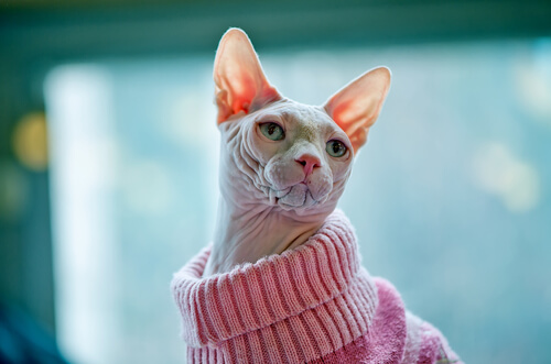 pembe kazak giymiş bir sfenks kedisi