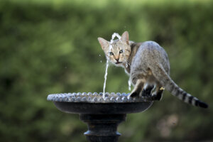 ¿Por qué los gatos rascan el agua?