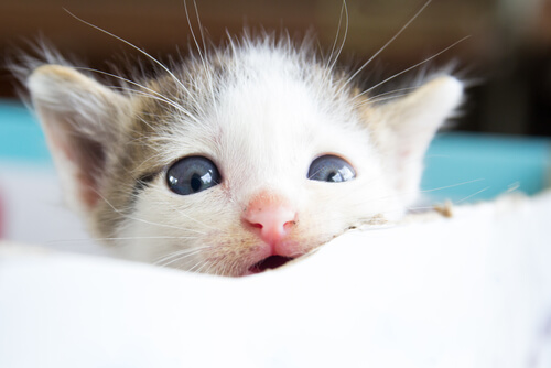 gato llora