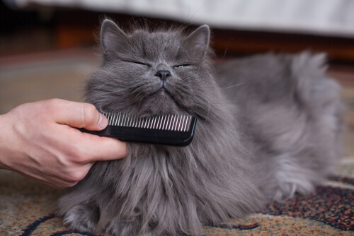 gato peine