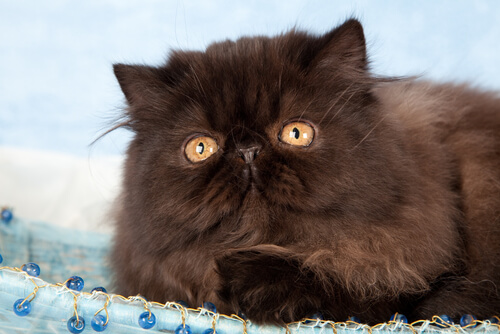 gato persa negro