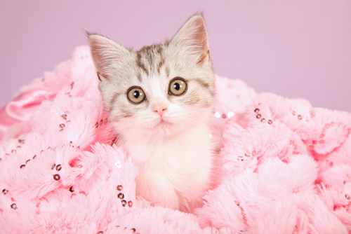 gato rosa