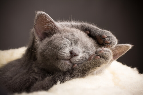gato ruso azul