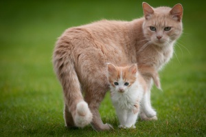 Apuntes sobre el instinto maternal de las gatas