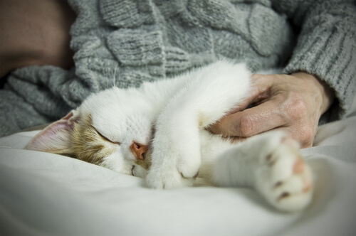 Las 10 señales que te dirán si tu gato te ama