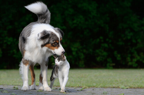 gato y perro